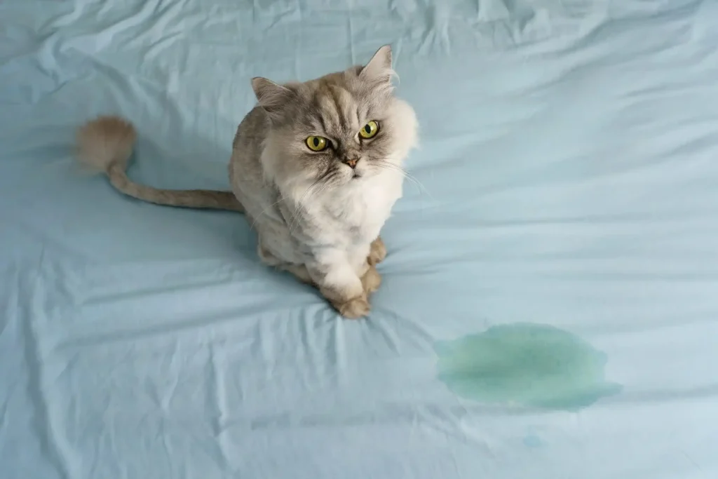 How to Clean Mattress from Cat Urine